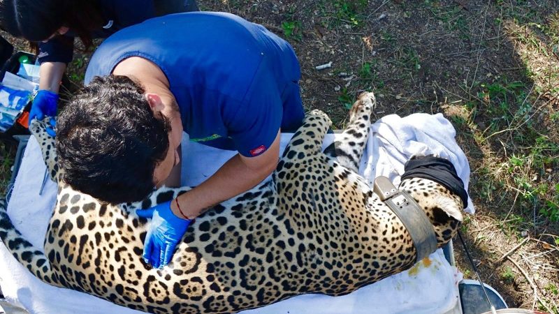 Jaguar rescatado sano y salvo en Gómez Farías: Comisión de Parques
