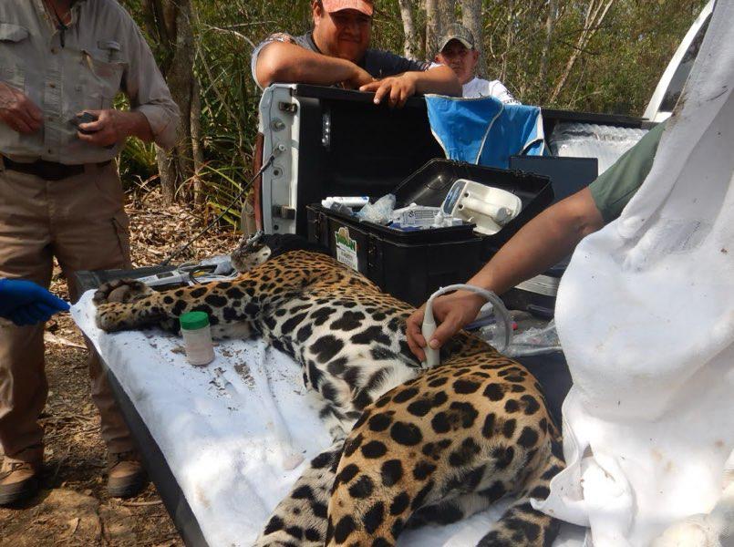 Rescata y libera Comisión de Parques y Biodiversidad a jaguar en Llera