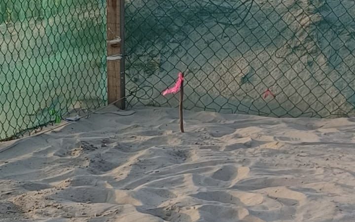 Registra Tamaulipas la primera anidación de tortuga lora de la temporada 2026