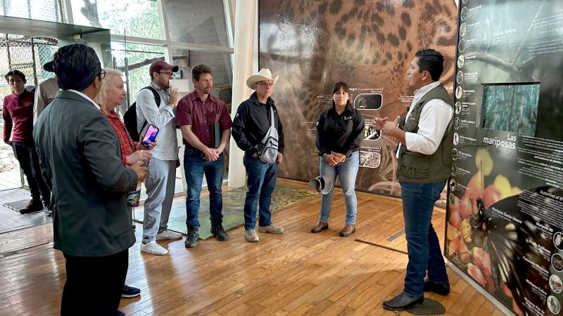 Coordinan estrategia para evitar propagación del gusano barrenador en fauna silvestre