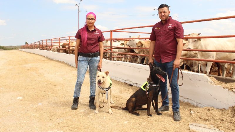 Avanza Tamaulipas en control del gusano barrenador con apoyo de binomios caninos