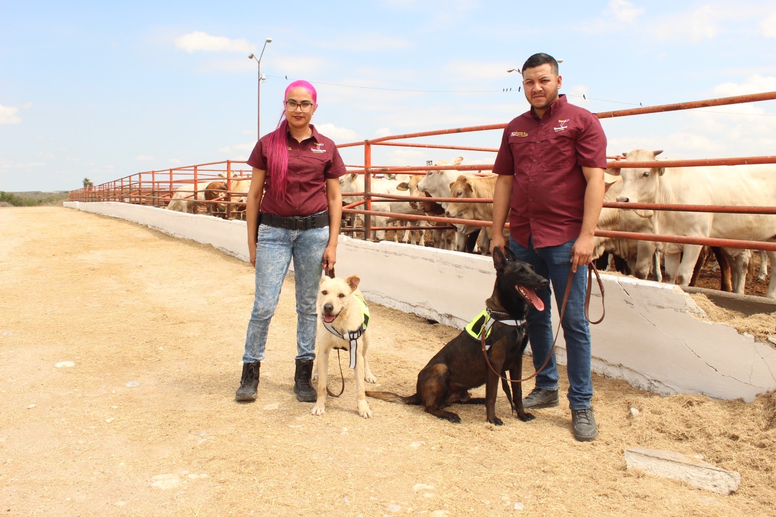 Avanza Tamaulipas en control del gusano barrenador con apoyo de binomios caninos